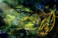 Peacock-Fantasy-Landscape-by-DMS-07-25-14-Signed-scaled