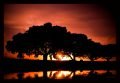 Sunset-through-theTrees-Photography-by-Dan-Seitzinger-5-11-15-Signed-EB-scaled