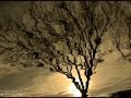 Tree-Refection-on-the-Water-Photography-by-DMS-2-15-14-scaled