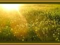Wild-Mustard-Field-Photography-by-DMS-02-07-16-scaled