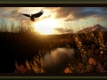 Eagle Over the Pond, Artwork by Dan Seitzinger - 6-4-15 - Signed - Framed